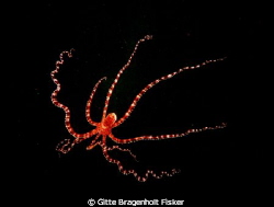 Mimic octopus. Just under the diveboat. 
 by Gitte Bragenholt Fisker 